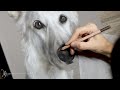 Jazz - Berger blanc suisse aux pastels par Marion Tubiana