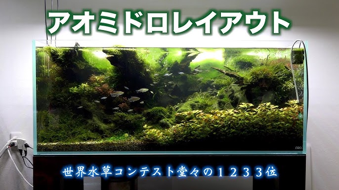アクアリウム 石組水槽立ち上げから0日経過までの軌跡 Ada 45cm水槽 完成編 Part10 Vlog 017 Youtube