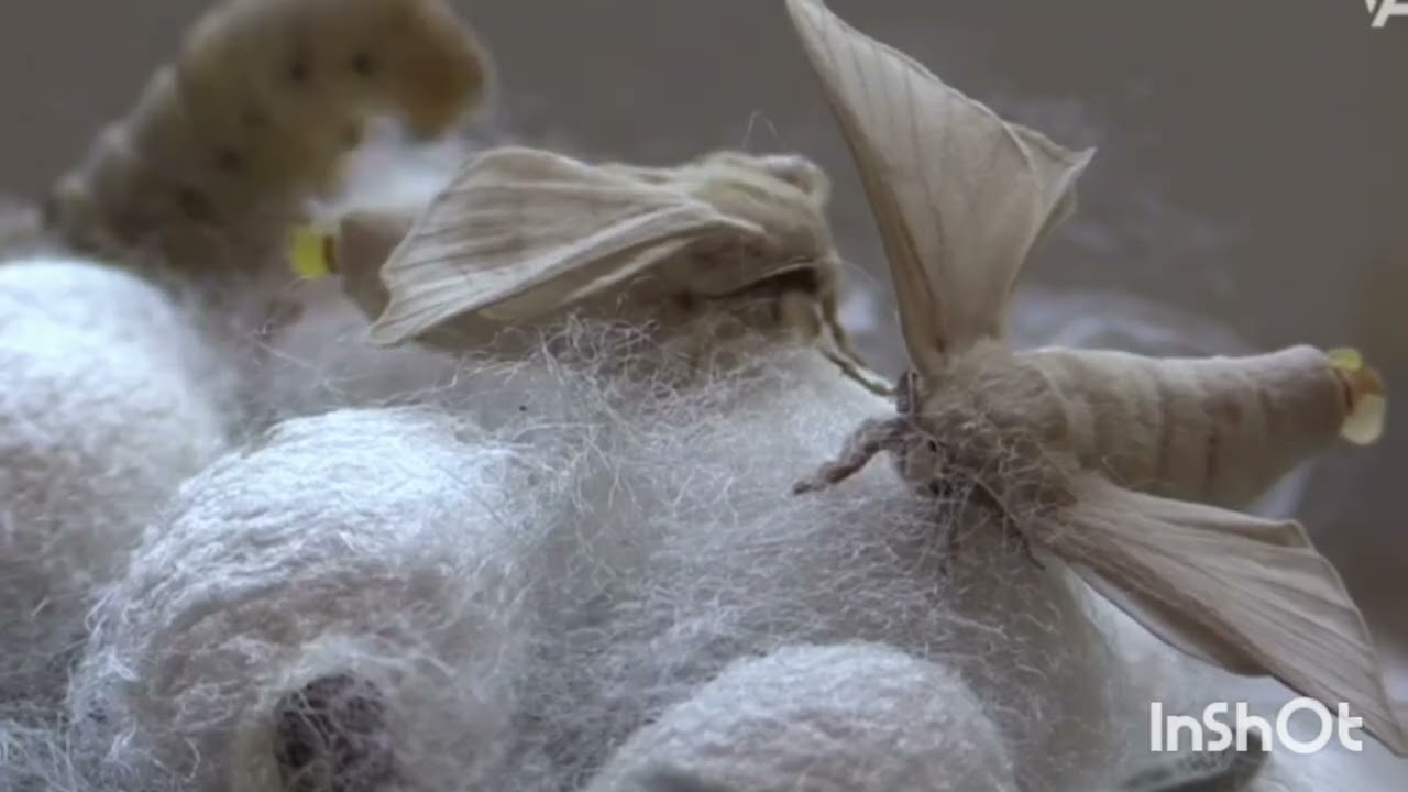 Atlaz parça necə hazırlanır? How is satin fabric made?