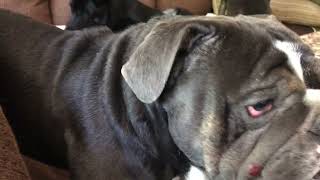 Milo Rooting Around And Luna Playing, Then He Gets Busted For The Remodel.