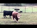 More of Muffin Man The Bull &amp; Foxy enjoying the cool rain 