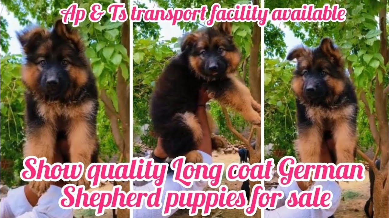 Long coat German Shepherd puppies for sale7981213405hyderabaddog