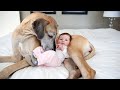 Cute Baby Playing With Dog Compilation - Baby and Pets Video