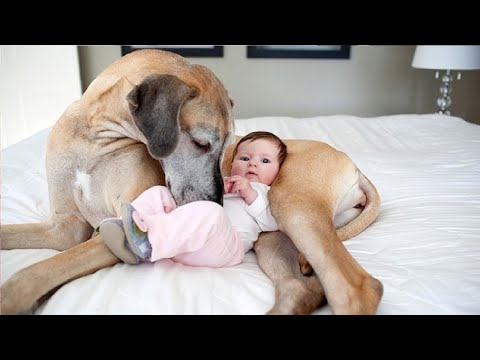 cute-baby-playing-with-dog-compilation---baby-and-pets-video