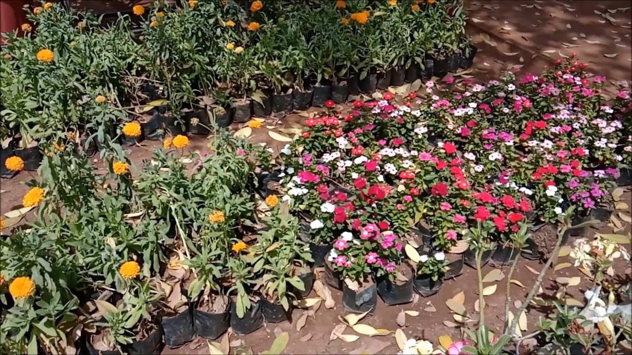 Anand Farm Nursery Gandhinagar Kudasan Raysan Gandhinagar Kudasan Raysan Anand