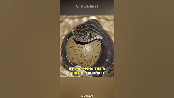 The Egg Eating Snake