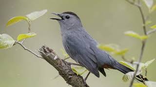 Cat Meowing In Your Yard/Meet The Catbird