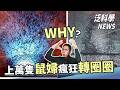 驚人！用避孕藥修復神經？撐過一億次通電的反鐵電薄膜【泛科學NEWS EP62】