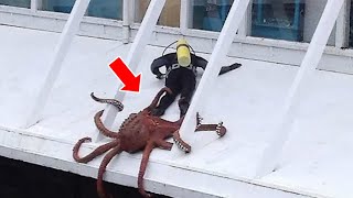 Massive Octopus Attacks Diver – But Not Because He Saw Him As Meal!