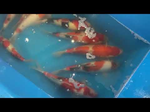 GK-3347 - Showa - Tamaura