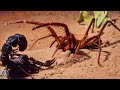 SOLIFUGE / CAMEL SPIDER ─ Murderous Speed Demon of the Desert