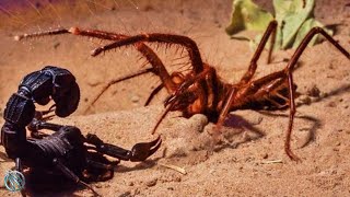 SOLIFUGE | CAMEL SPIDER ─ Murderous Speed Demon of the Desert