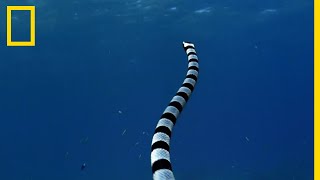 Le cobra de mer, l'un des serpents les plus dangereux du monde