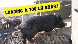 A Day No Pigs Would Die: Loading a 700 pound Boar! by Sweet Briar Farm 1,138 views 2 months ago 9 minutes, 6 seconds