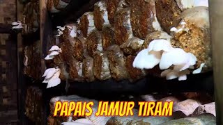 Papais Jamur Tiram  Jejak Si Gundul 251021
