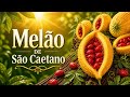 MELÃO-DE-SÃO-CAETANO: A frutinha rugosa e amarga 