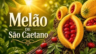 MELÃO-DE-SÃO-CAETANO: A frutinha rugosa e amarga
