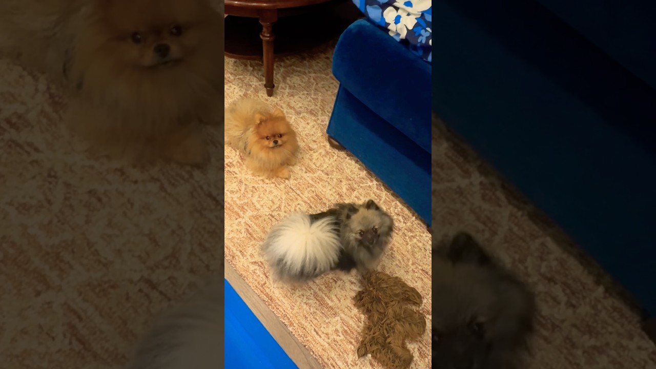 I forgot to cook the rice. 🙄