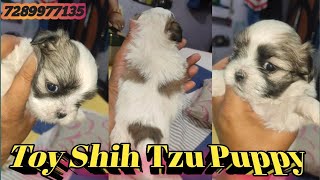 Toy Shih Tzu Puppies Available Shih Tzu Puppy #abhaypetslover by Abhay Pets Lover 429 views 13 days ago 2 minutes, 51 seconds