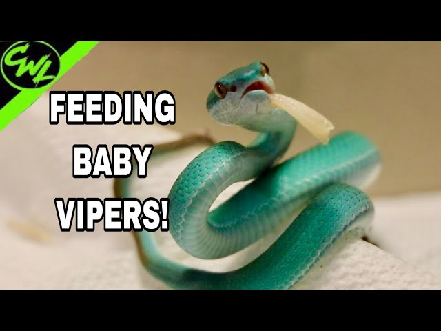 FEEDING MY BLUE VIPERS!!!