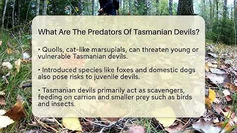 What Are The Predators Of Tasmanian Devils? - Biology For Everyone