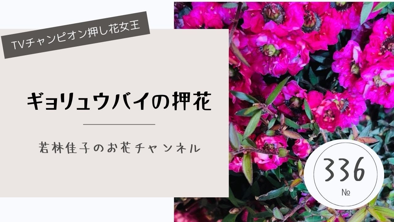 御柳梅の押し花作り方 - YouTube