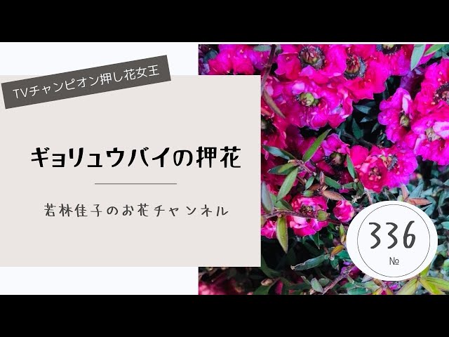 御柳梅の押し花作り方 - YouTube