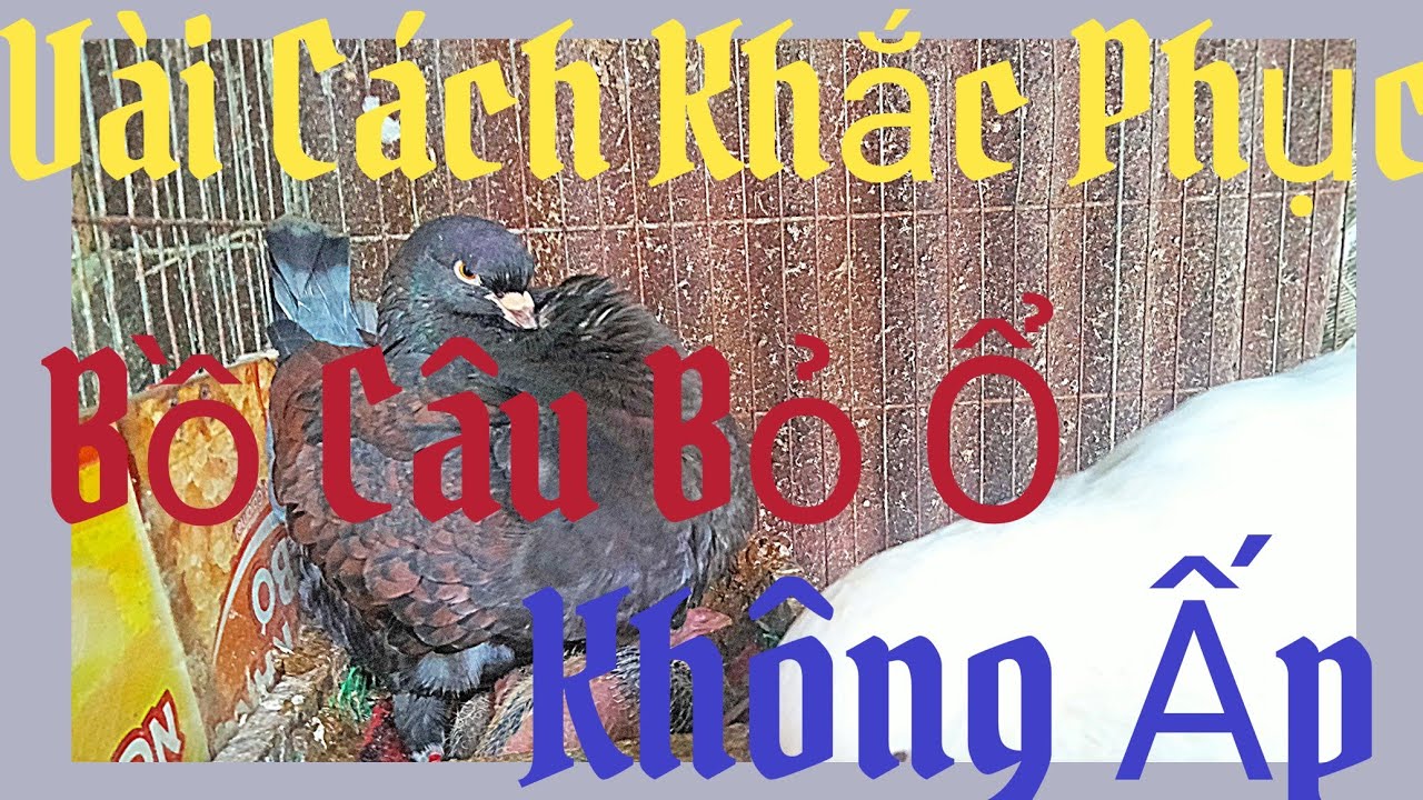 Bồ câu bỏ trứng bỏ ổ không ấp... nguyên nhân và cách khắc phục...