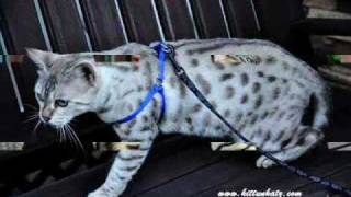 KiTTuN KaTz Bengal Cattery