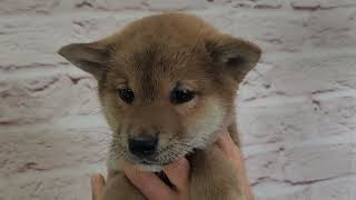 柴犬 ♂B 251206生 260129撮影 - YouTube