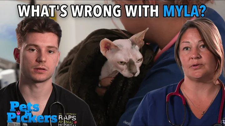 Video 11545041: sphynx cats first, canadian sphynx cat, sphynx cat animals