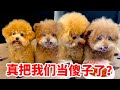这老登,拿我们当狗耍!!!真把我们当傻子了?#泰迪#多多#萌宠#爆笑#狗