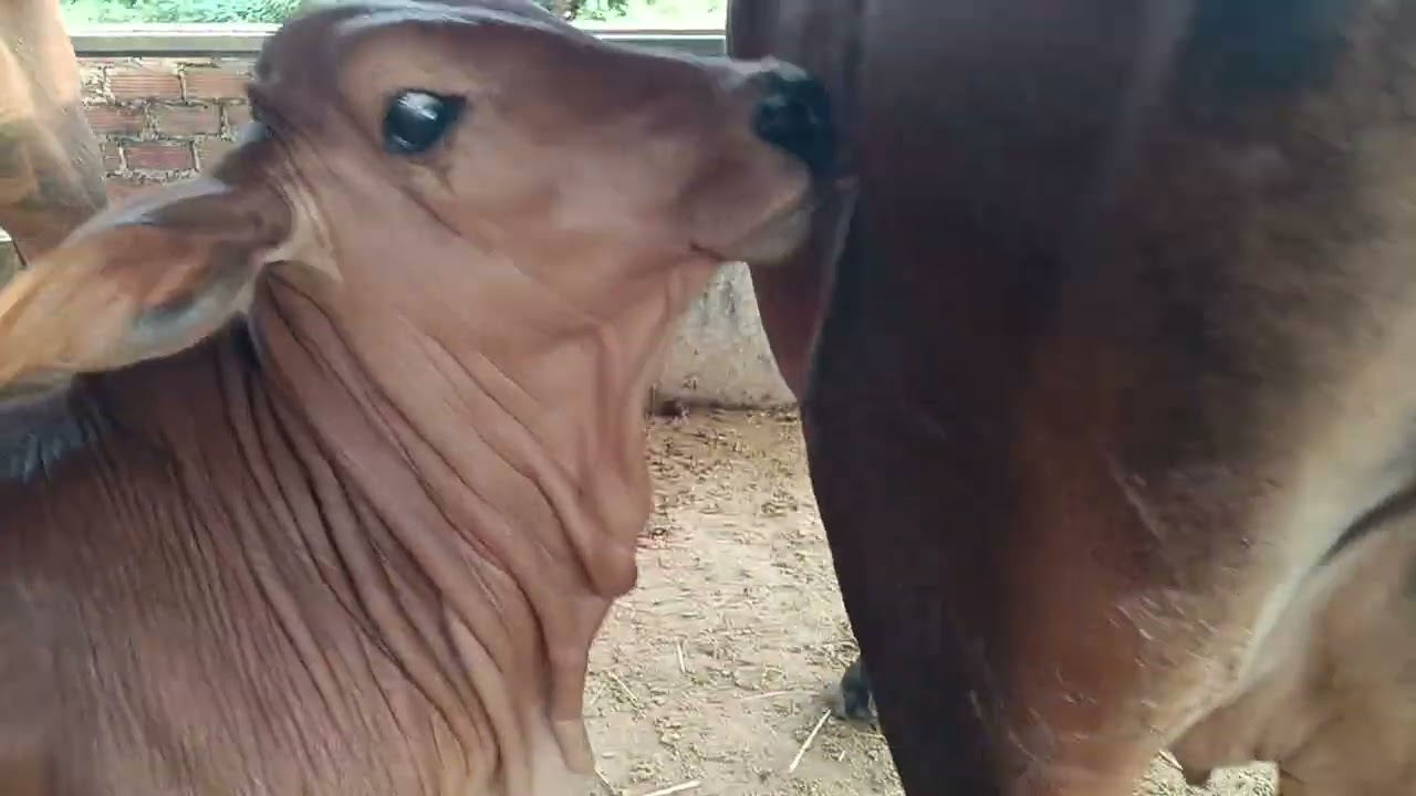 25/02 LH 0369923544 lên cho anh em 2 bộ mẹ con víp giá yêu thương anh em xem tham khảo 