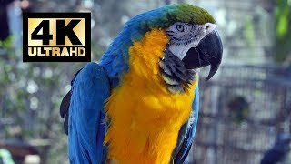 exotic 4k bird flight uhd