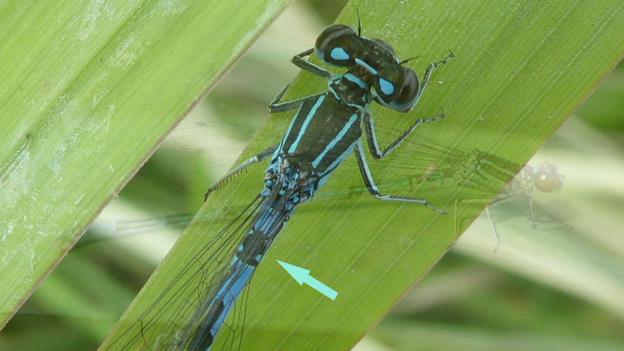 Kleinlibellen im FFH-Gebiet Alte Günz