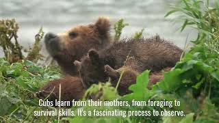 The Circle of Life: Exploring the Fascinating Breeding Behavior and Parenting Patterns of Bears