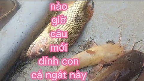 kéo câu trong bè hào dính cá ngát  kỳ lạ (lê nghĩa cần giờ)