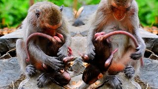 Cute tiny baby monkey Khaleo really trying hard to be active | Cute Wildlife Park