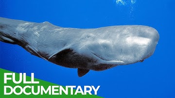 Sperm Whales - Titans of the Deep | Free Documentary Nature