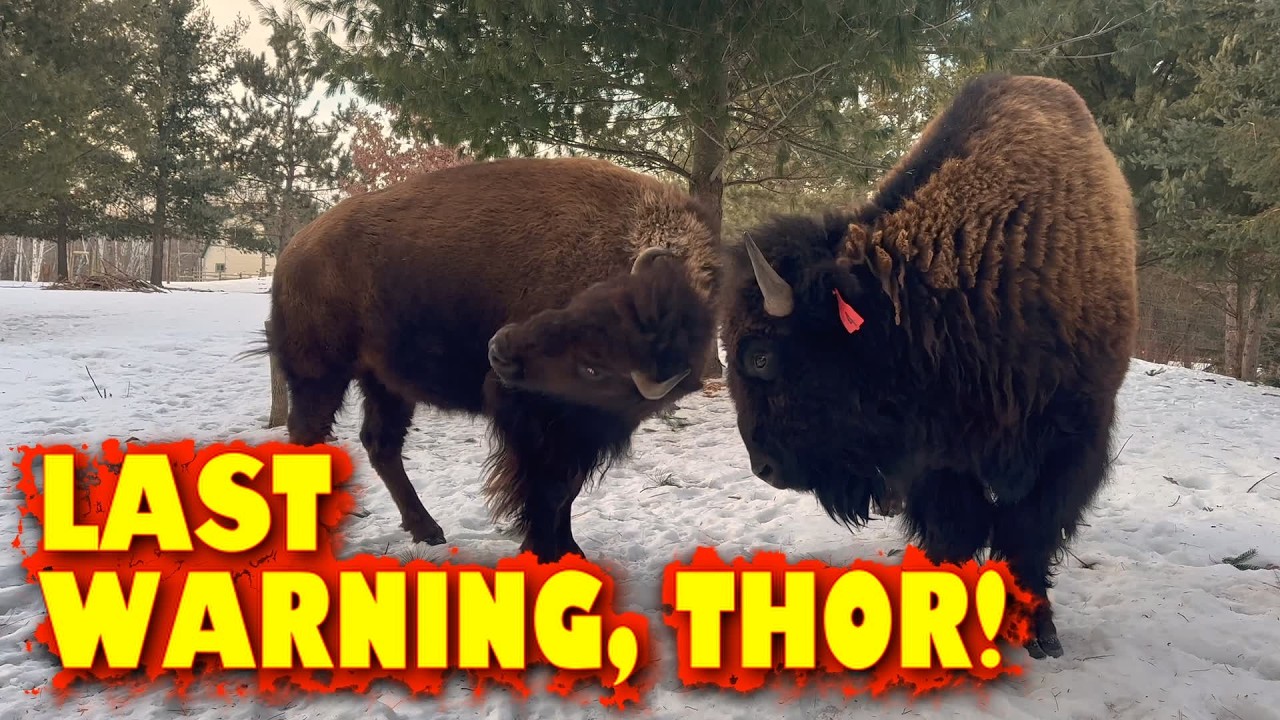 Sapphire Has Finally Reached Her Limit!