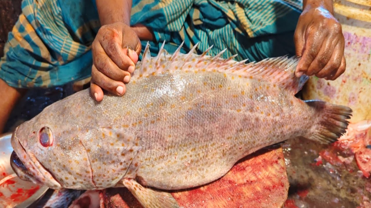 Giant Hamor Fish Cutting By Expert Fish Cutter | Huge Sea Food | Fish ...