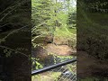 The Swinging Suspension Bridge Cook Forest State Park PA #pastatepark #cookforest #suspensionbridge