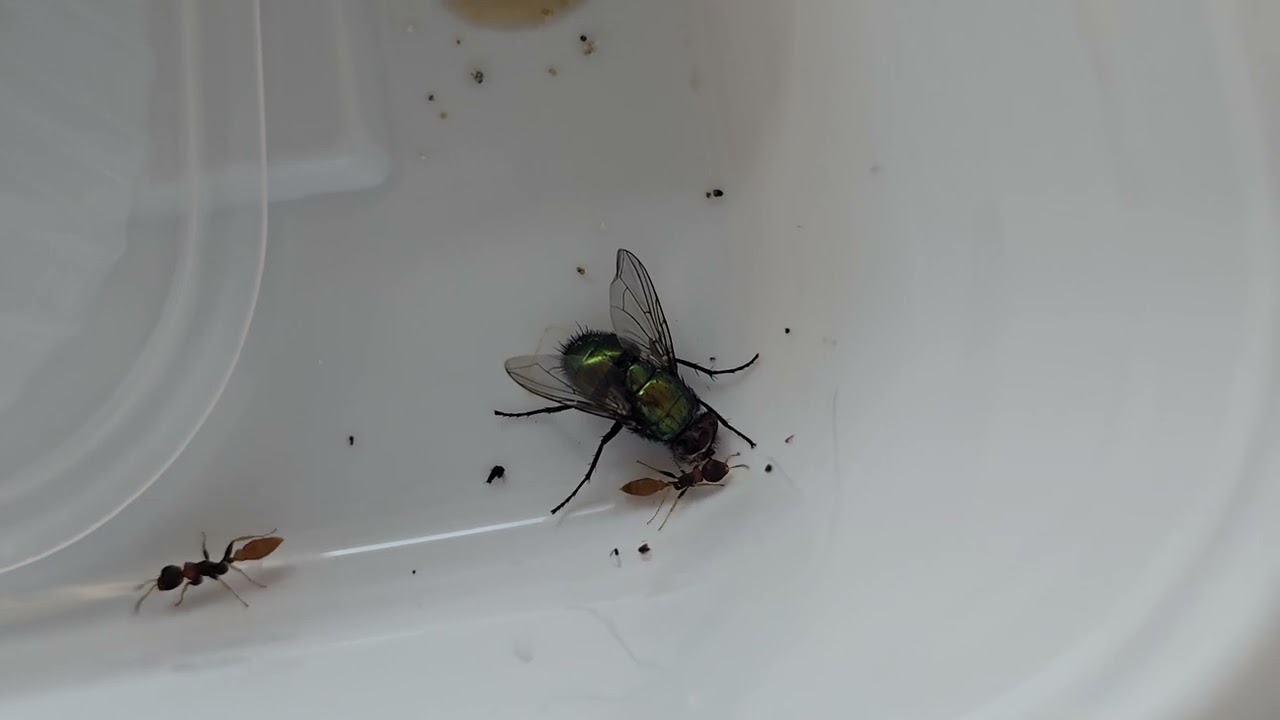 Pseudomyrmex cf. boopis | Kolonien aus erfahrener Aufzucht von einem bekannten Sammler | Antbaron