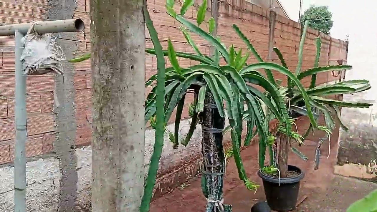 ATUALIZAÇÃO DAS PITAYAS 02/02/2026,RETIREI AS FLORES DA GOLDEN DE ISRAEL,FRUTAS E NOVOS BOTÕES 