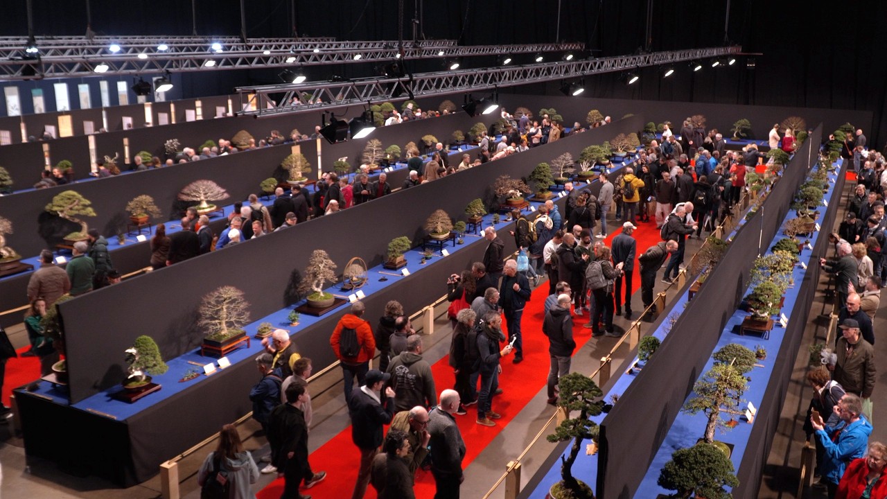 26th Trophy Bonsai Exhibition - Winners, Show & Behind the Scenes