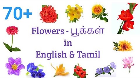 70+ Flowers name in English and Tamil l Pookkalin Peyargal l Toddlersslate.