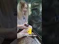 Gorilla Thinks Her Content S Vanilla Peachy Shorts Funny Funnyshorts