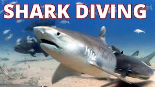 Florida Shark Dive Highlights
