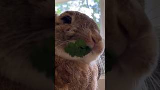 Rabbit Smashes Crunchy Parsley Asmr | Bunny Tv 🍀🐰