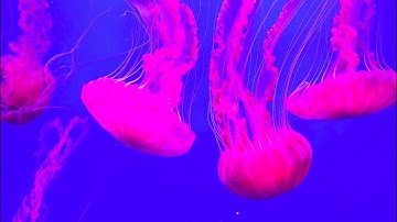 Phylum Cnidaria Part 1: Introduction and Broad Characteristics